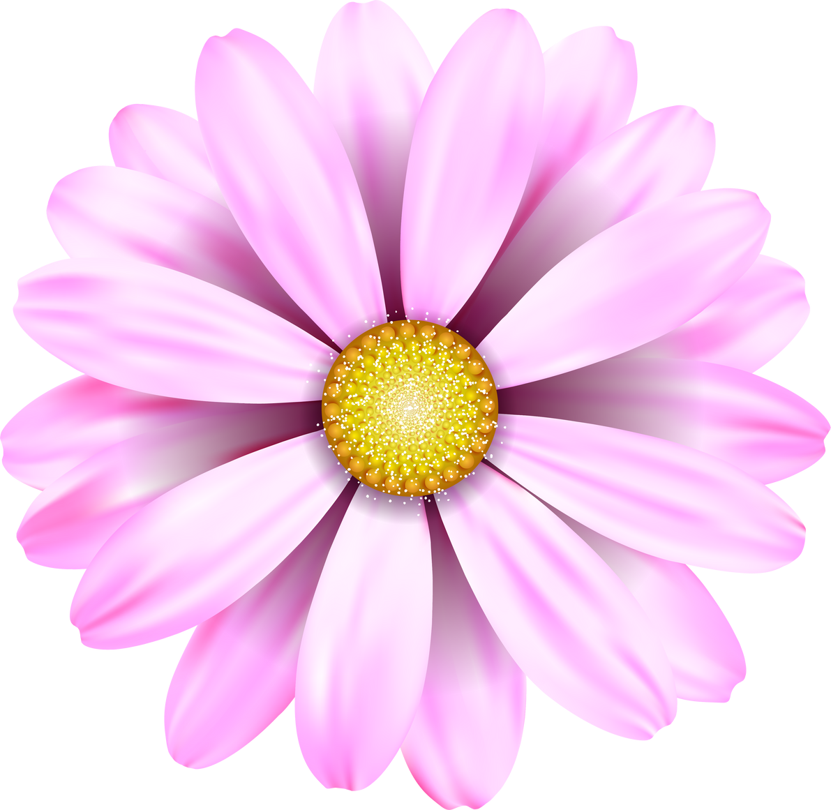 Pink Daisy Flower